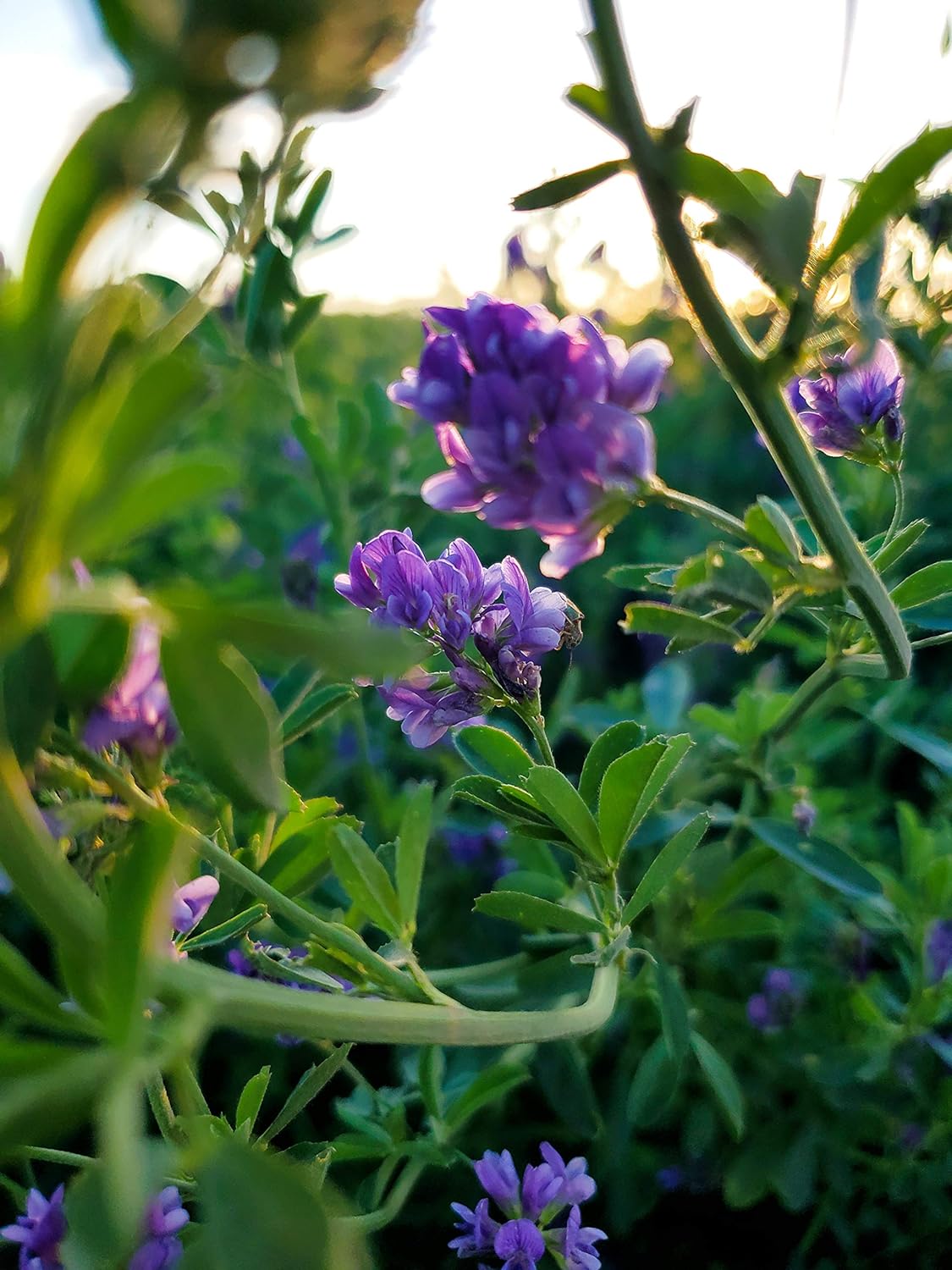 USA Alfalfa Seeds 5 lb- Premium Certified Weed Free Alfalfa Seed -High Germination Alfalfa Seed -Garden Seed, Cover Crop, Field Growing, Alfalfa Hay, Alfalfa Honey, Food Plot