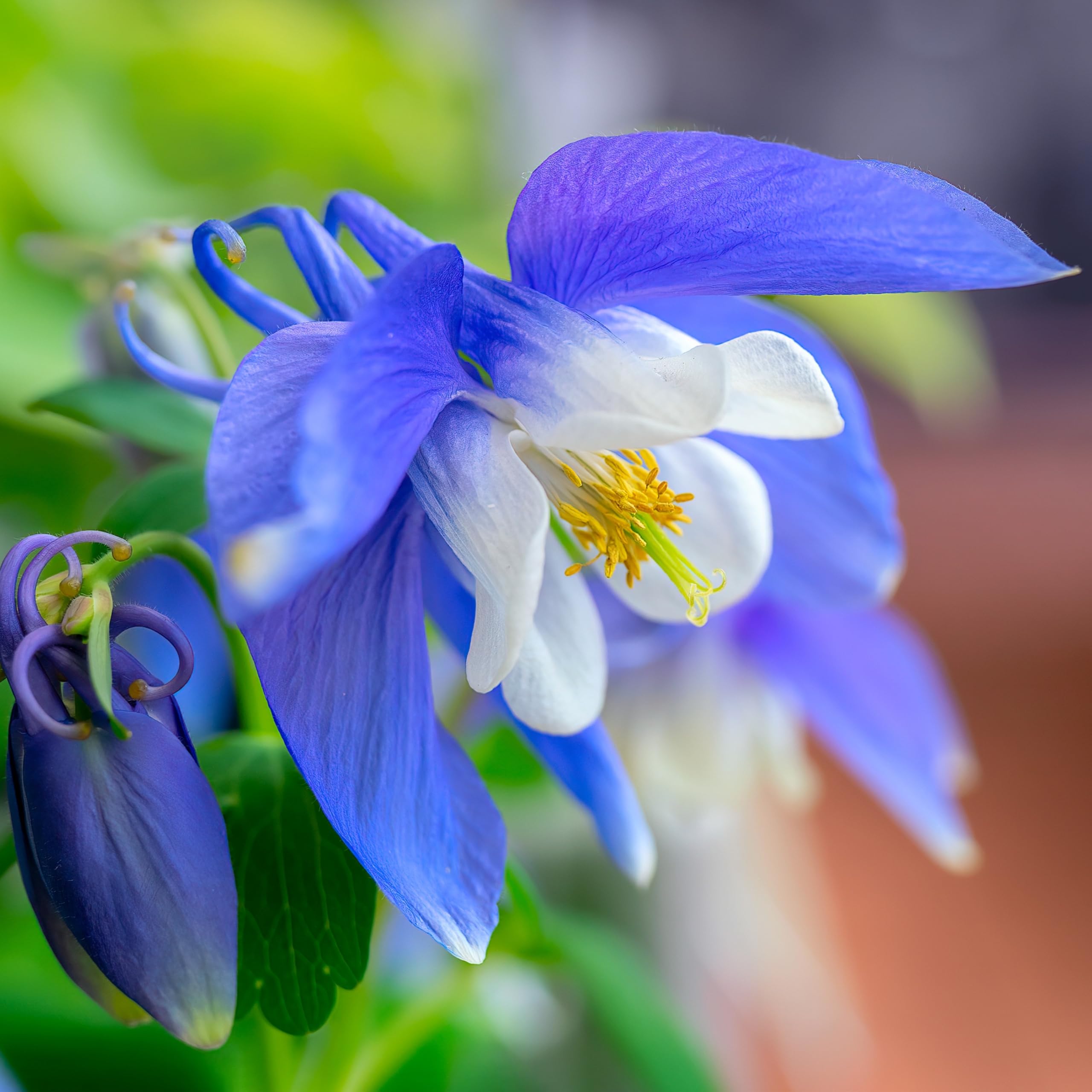 PREMIER SEEDS DIRECT - AQUILEGIA CAERULEA - Columbine - Blue - 600 Seeds