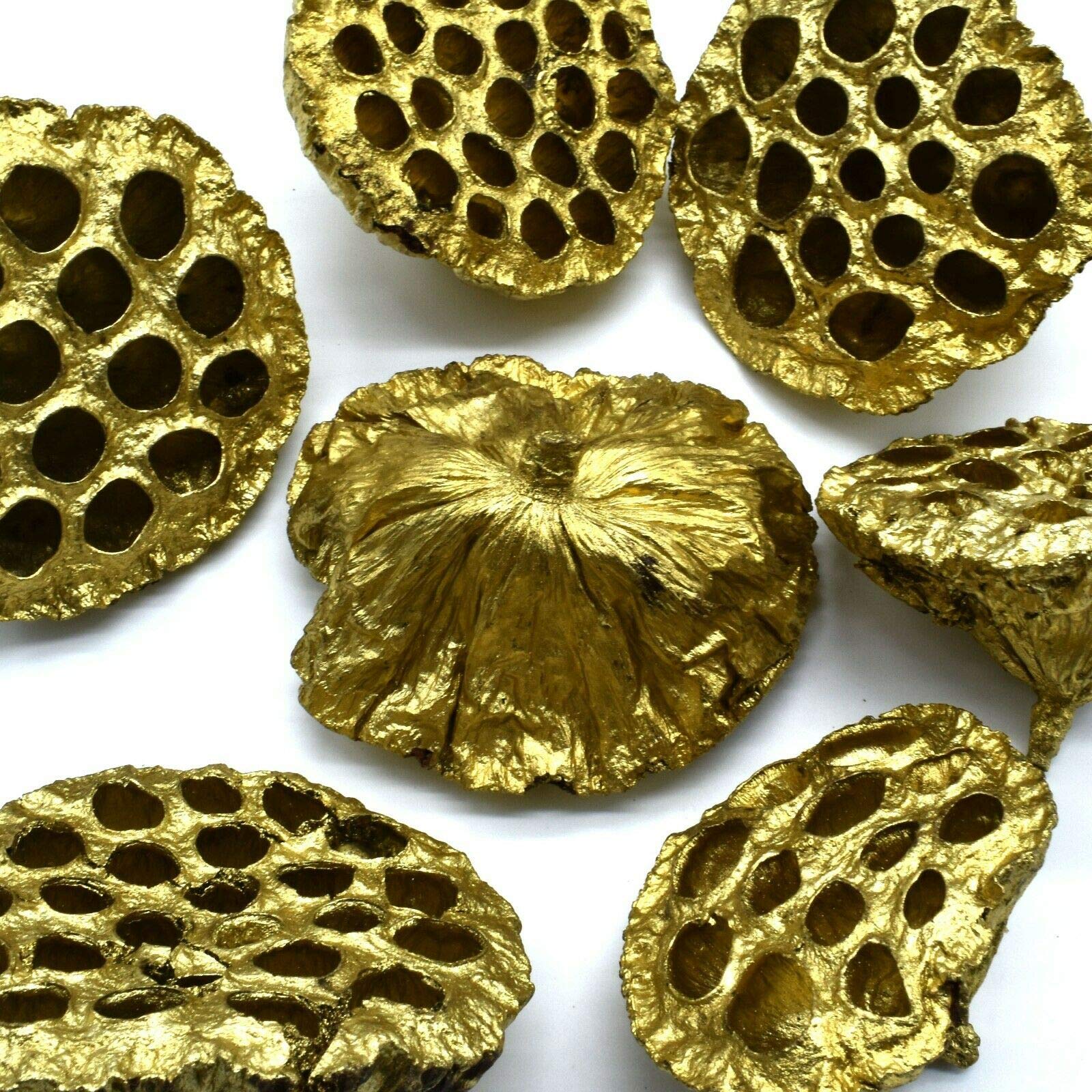 20 x Large Gold Dried Lotus Seed Heads - Craft Wreath Florist Decoration Christmas