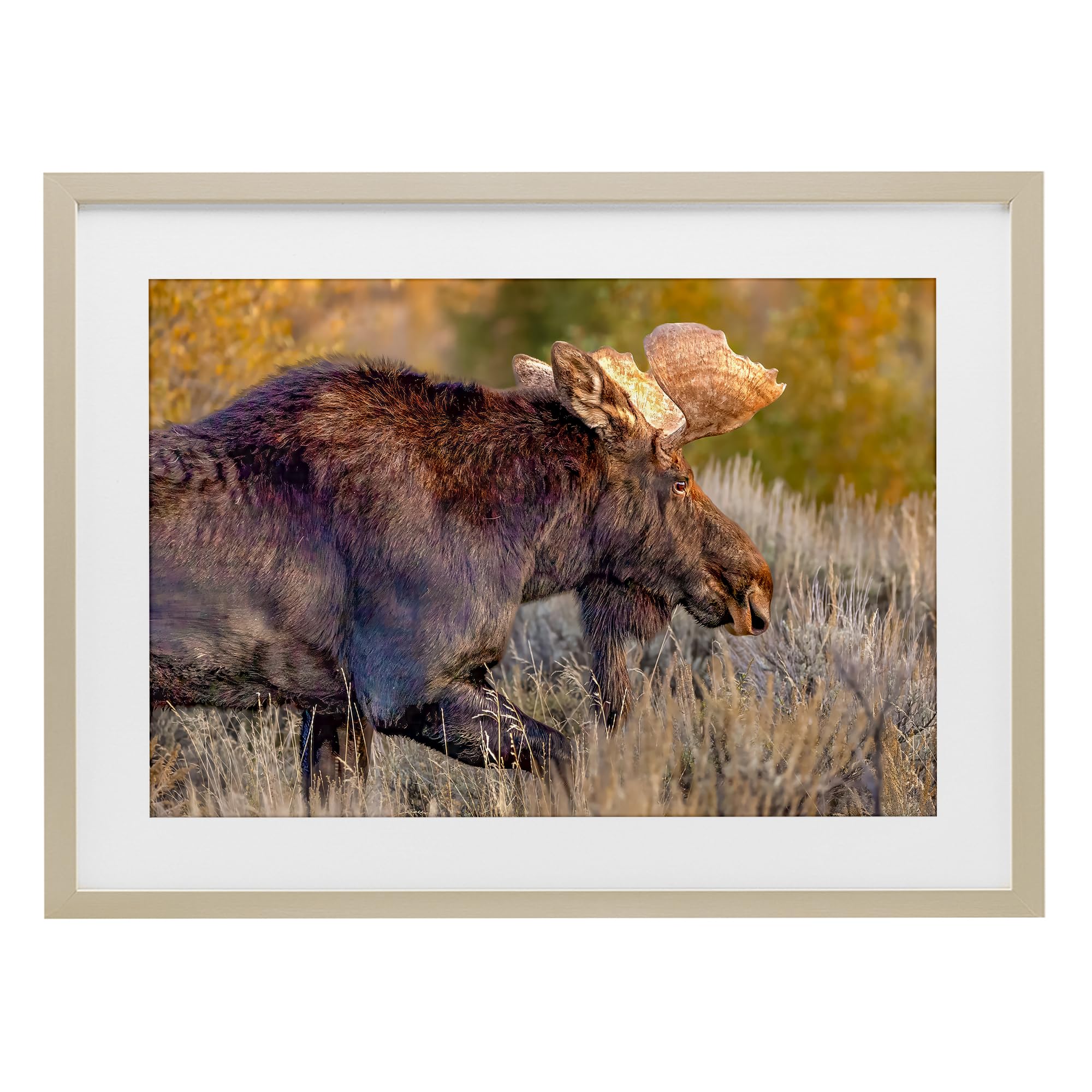 Stupell Industries Harvest Pine (Textured) 'Bull Moose At Dusk'| Framed Print Under Glass