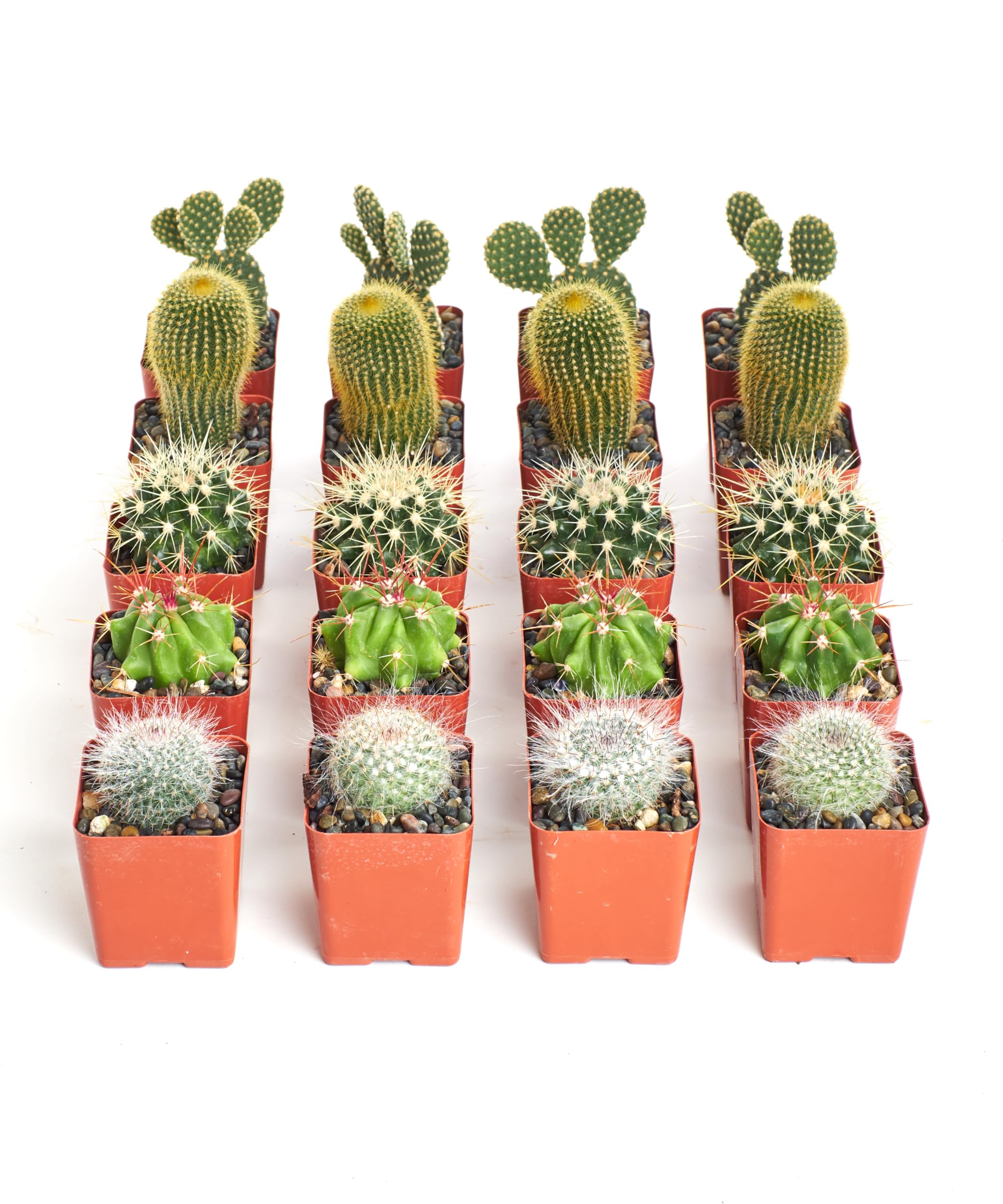 Shop Succulents Premium Mini Cactus 100 Pack