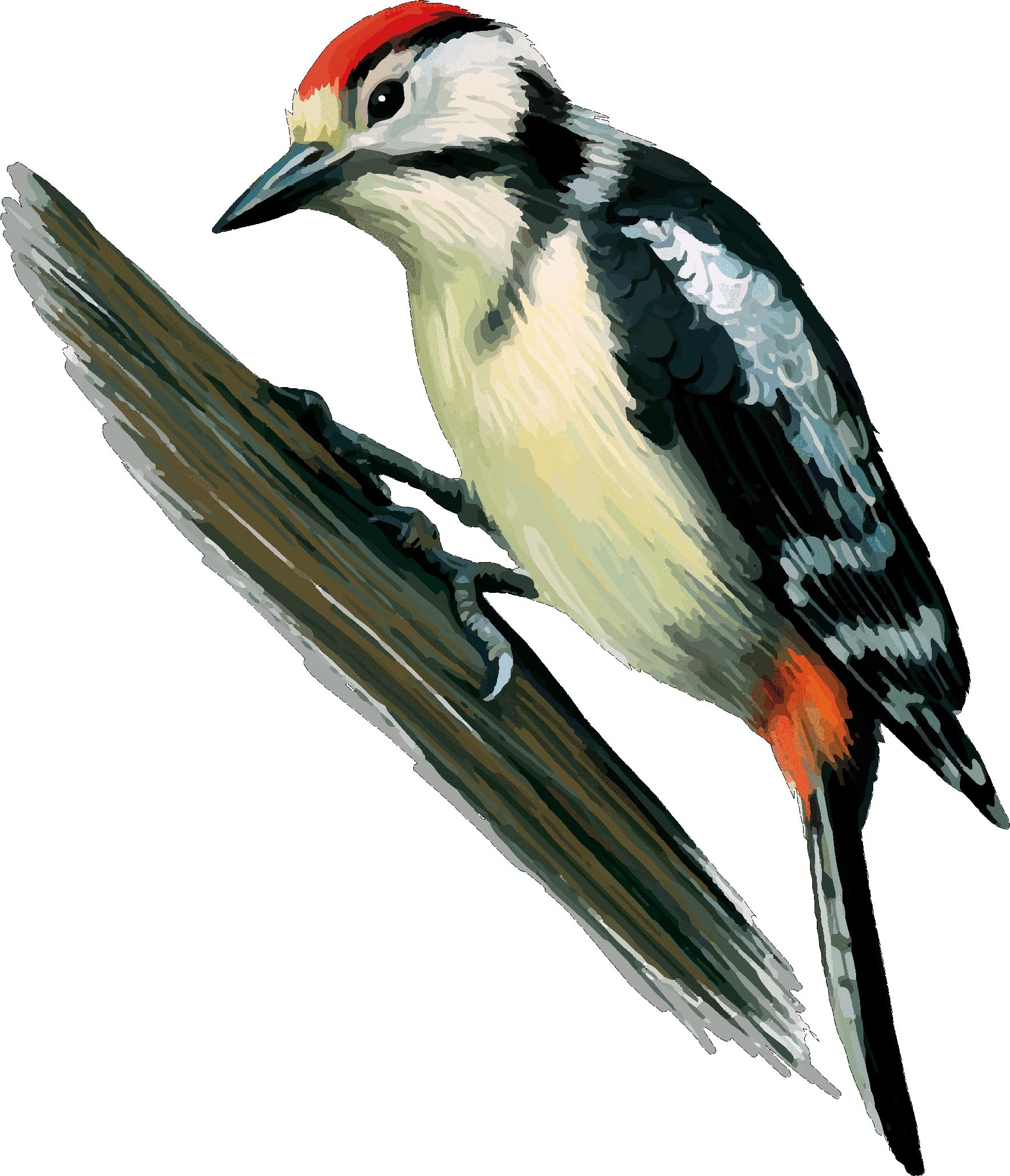 Lightningsigns Window Cling Woodpecker Bird Stained Glass Effect Window Decoration Sticker