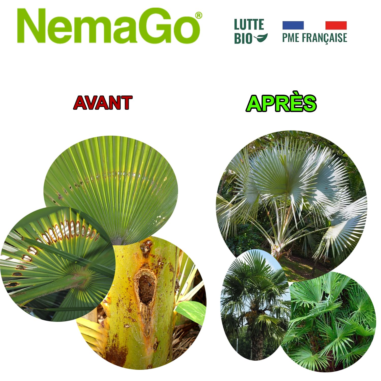 Nématodes Traitement contre le Papillon du Palmier et le Charançon Rouge - Traiter 1 à 3 Palmiers - Anti vers et larves (+ glu palmier) (+ Bombe Aérosol traitement Palmier)