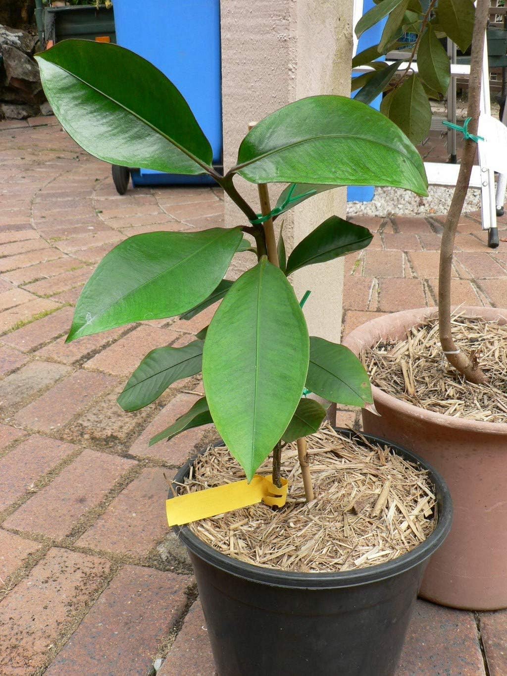 OhhSome Fruit Plants Live Mangosteen Pericarp Delicious All Season Garden Plant(1 Healthy Live Plant)