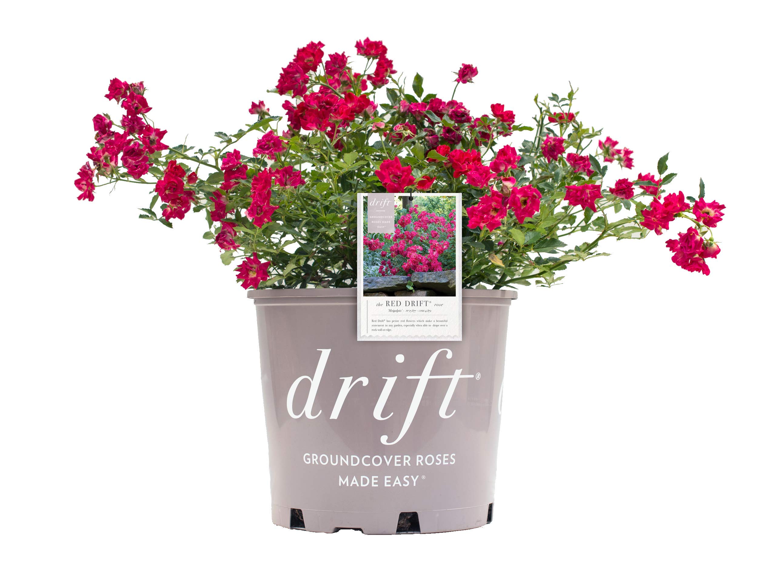 Red Drift Rose Green Promise Farms