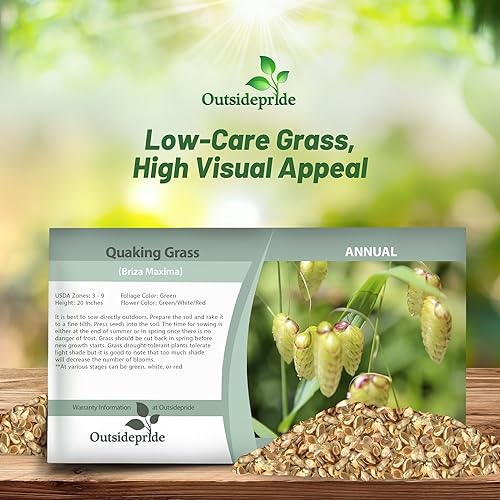 Miniatura 4 de Outsidepride 1000 semillas de la hierba ornamental anual tembladera (Briza maxima Quaking Grass para sembrar