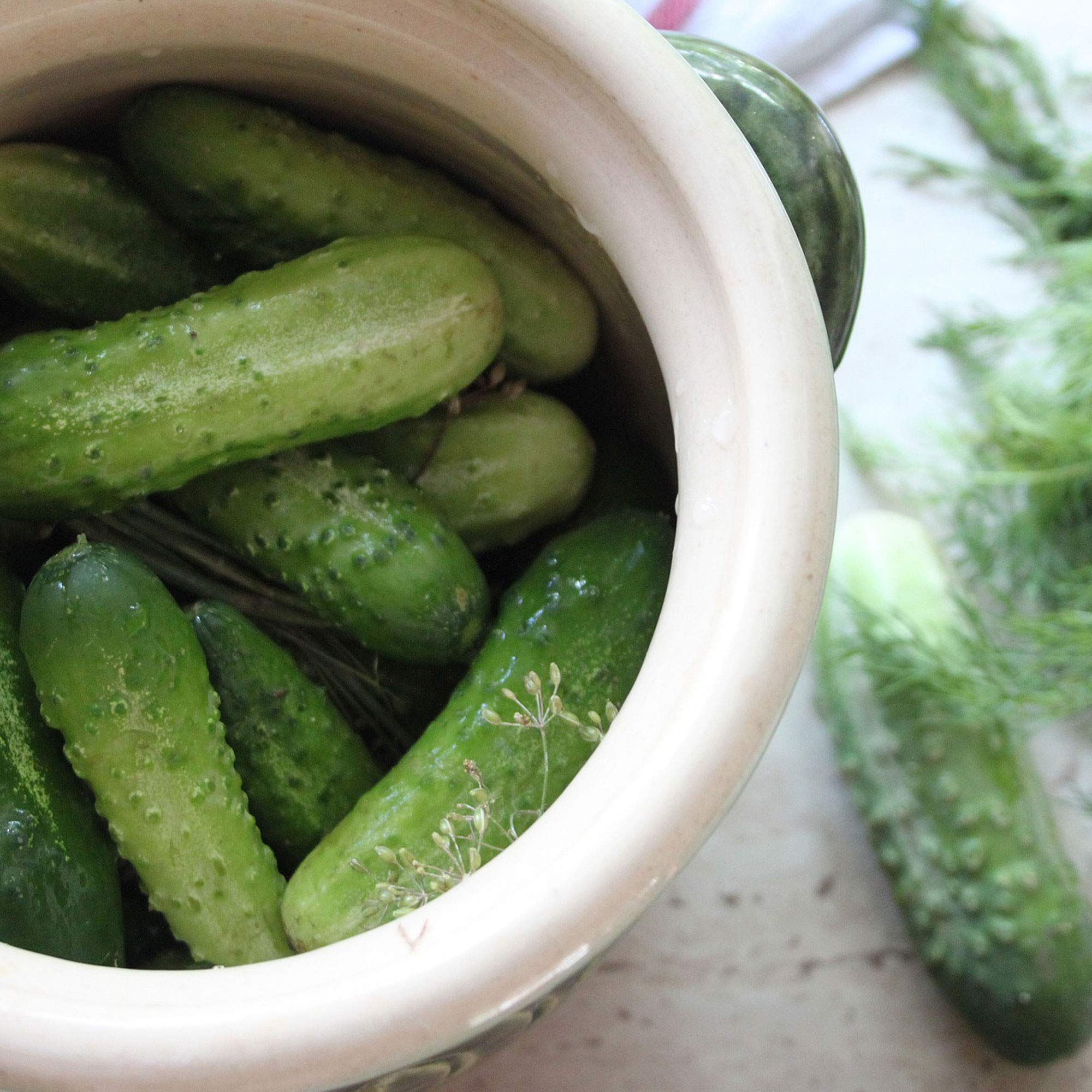 Amazon.com : Cucumber Seeds - Burpless Bush Slicer F1-3 g