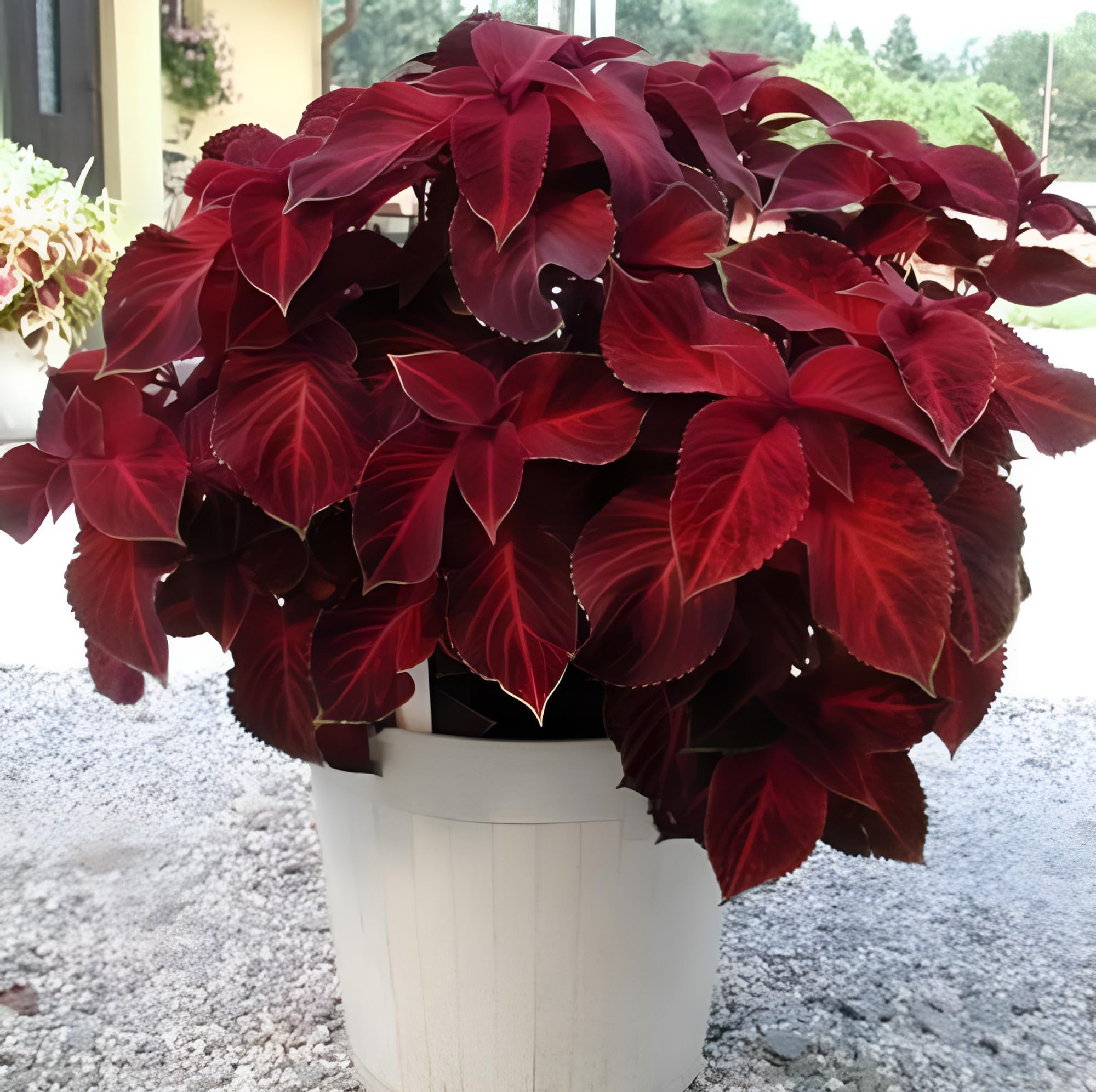 OXIFLORA RED COLEUS PLANT INDOOR AND OUTDOOR GARDEN LIVE ORGANIC PLANT (B0CWY39FTX) Amazon Price History, Amazon Price Tracker