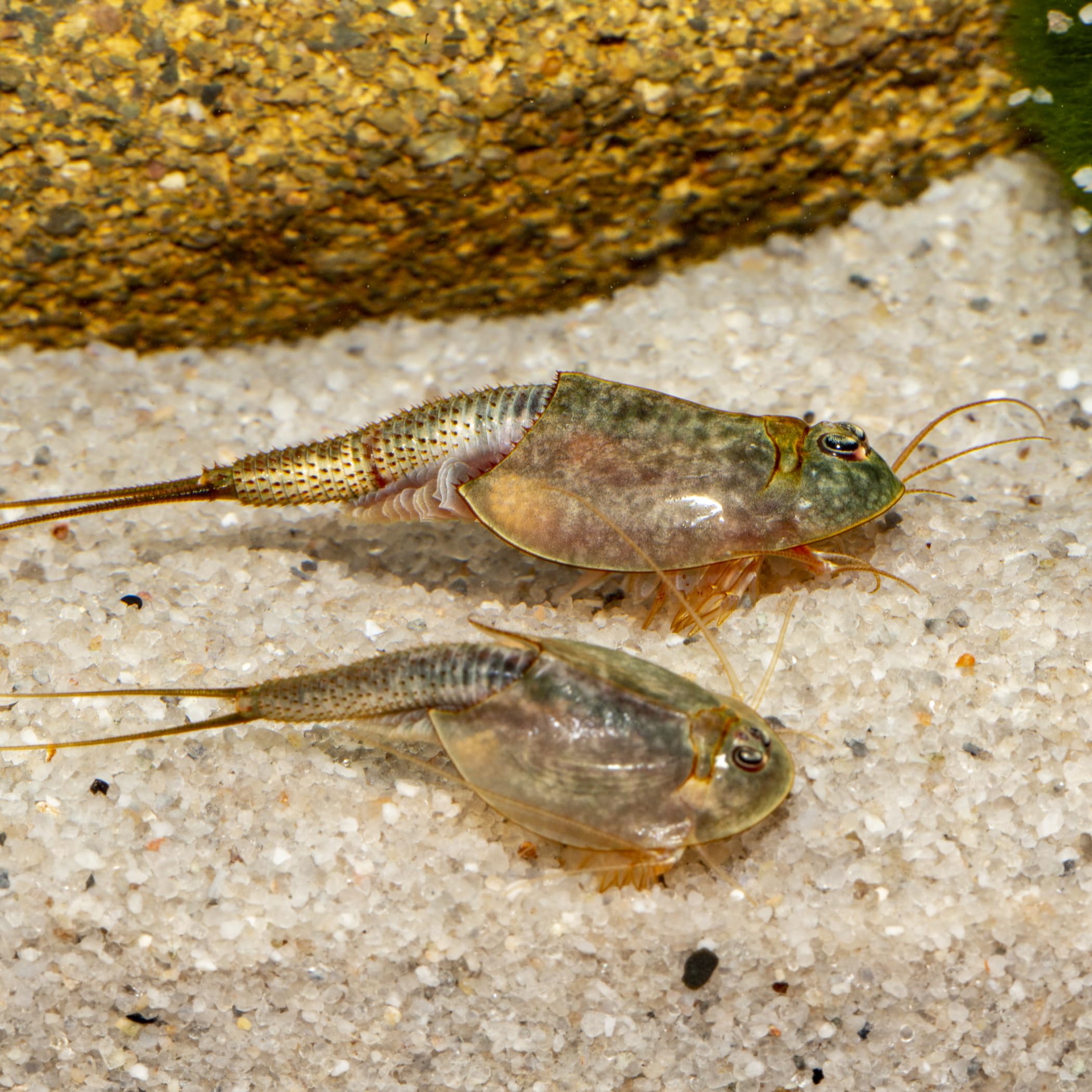 Triops longicaudatus (Black Beauty) - Starter Set Urzeitkrebs Eier - mit Futter und Anleitung