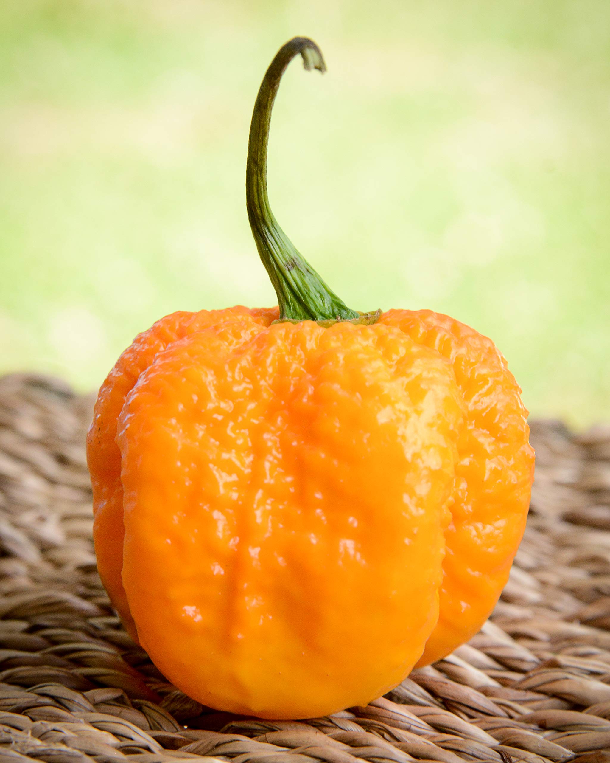 pepper Carolina Reaper HP22B Pepper Premium Seed Packet Record Hottest in