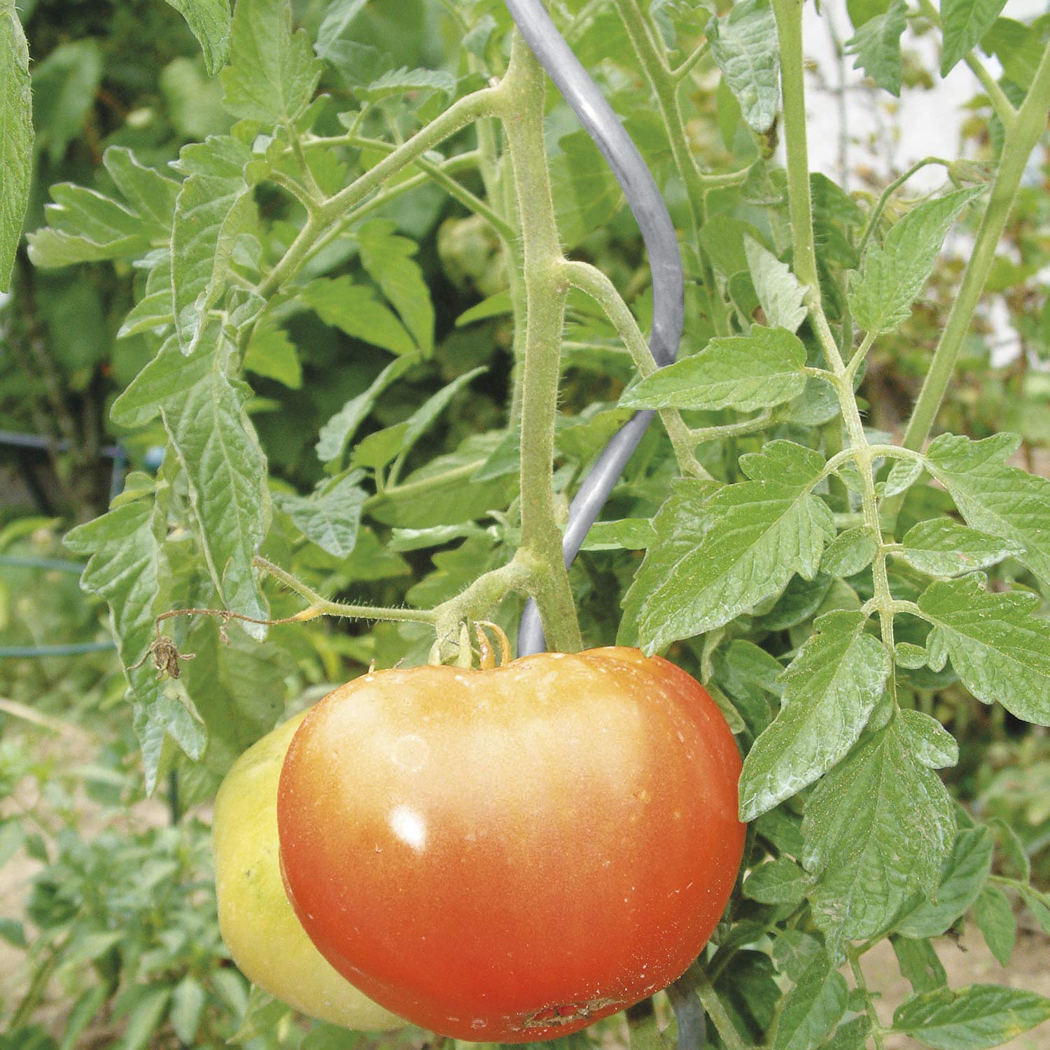 bellissa hoogwaardige tomatenspiralen, 10 stuks, tomatenstokken en spiraalstaven voor ranken in de tuin, hoogte: 110 cm, 5 mm