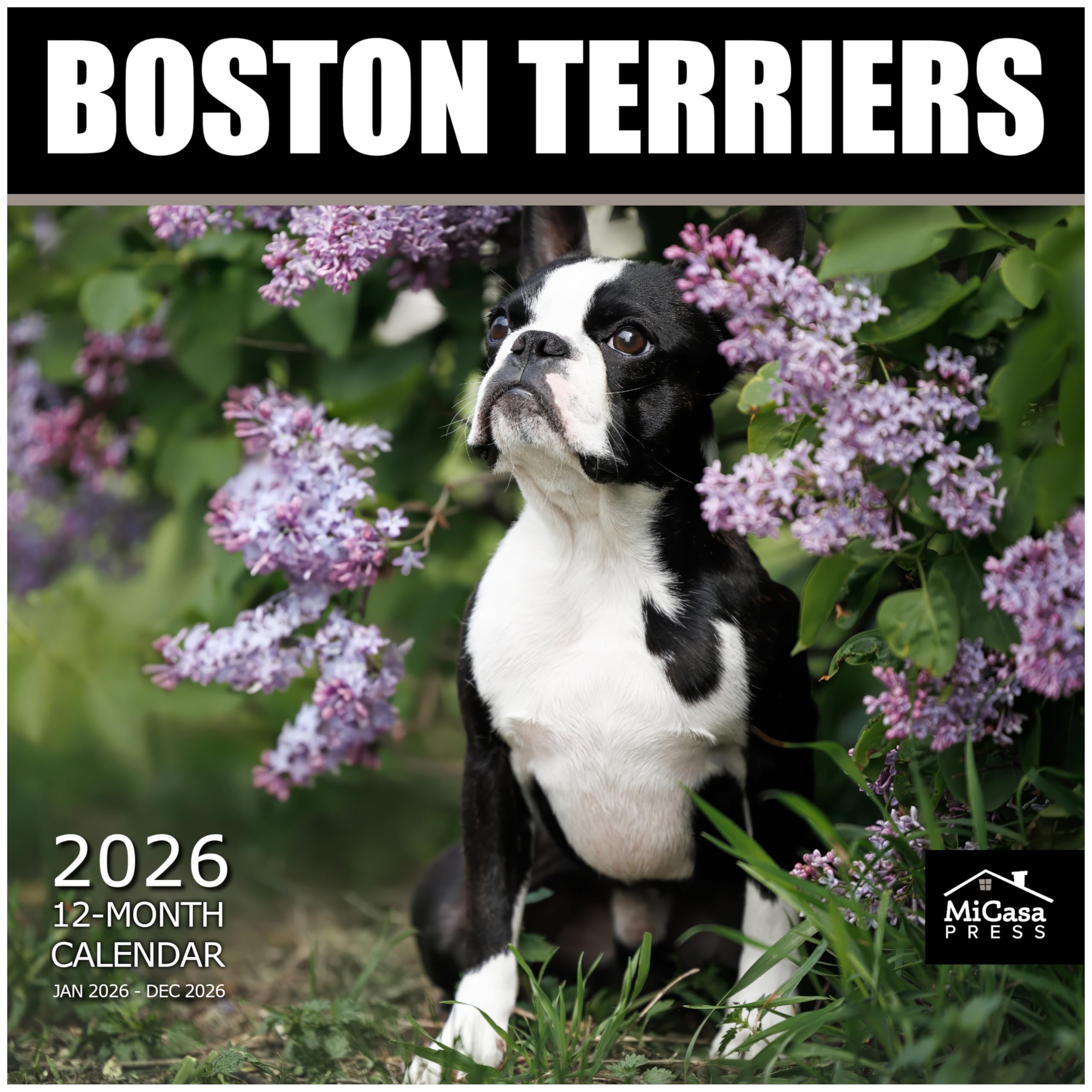 MICASA PRESS Boston Terriers 2026 Wall Calendar 12 Month | 12" x 24" Open | Thick &amp; Sturdy Paper | Giftable | Cute Puppy Dog Calendar 2026