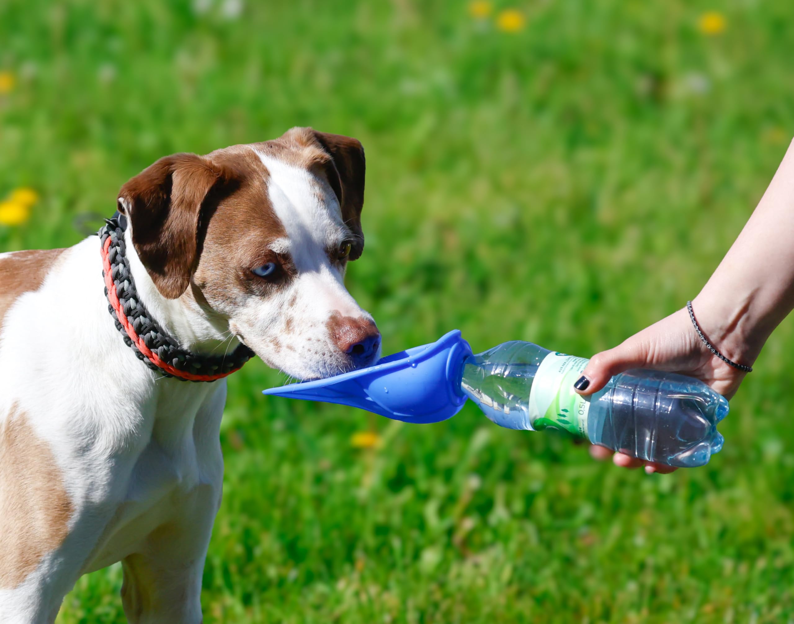 Silikon Trinknapf für Hunde - Für PET-Flaschen, Tragbarer Reise-Wasserspender für Unterwegs, Reisenapf, Leicht & Kompakt, Lebensmittelgeeignetes Silikon (Blau)