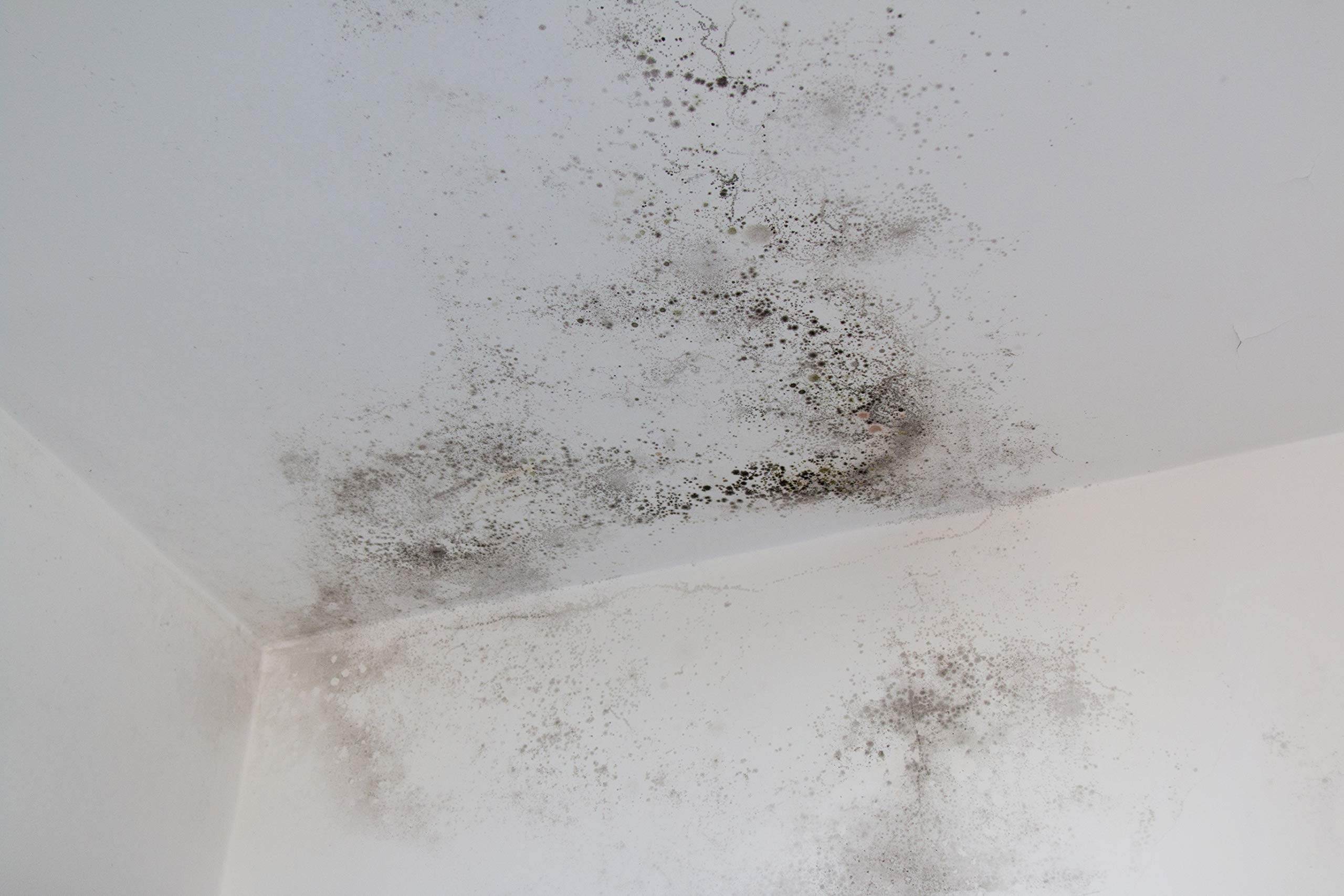 Tecno Prodist TECPINT ANTICONDENSACIÓN (14 Litros) - Pintura Anti-condensación al Agua para Interior y Exterior - Paredes y Techos -gran cubrición y blancura - Fácil Aplicación - (BLANCO)