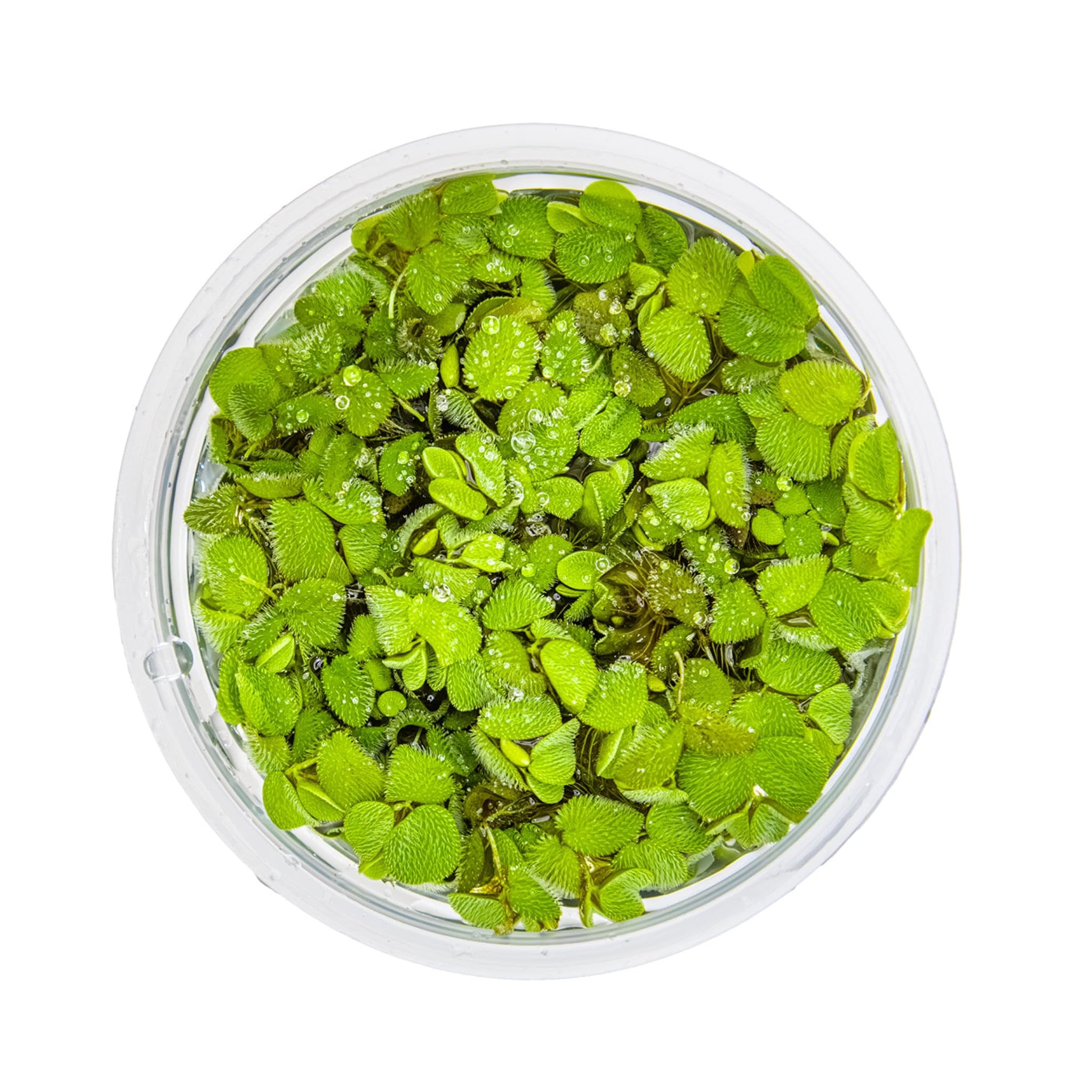 Tropica Salvinia auriculata 1-2-GROW!