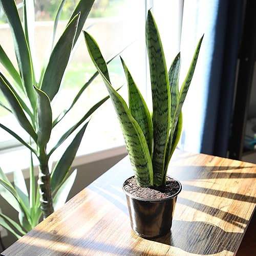 Miniatura 3 de Planta de serpiente viva, Sansevieria trifasciata Laurentii, Planta de interior completamente arraigada en maceta, Planta de sansevieria lengua de