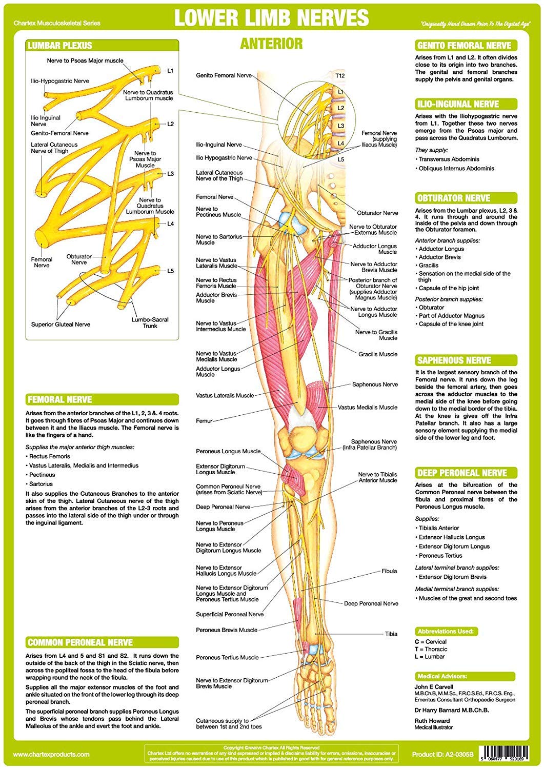 Chartex Nervous System Charts | Central Nervous System posters | Peripheral Nervous system | Human Body Anatomy (A3 Laminated, Lower Limb Anterior)