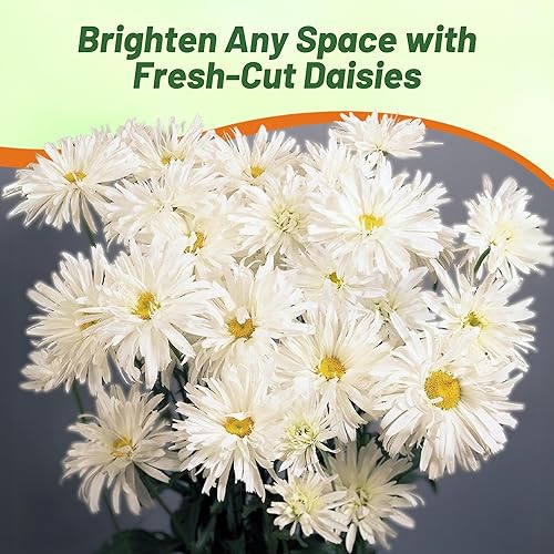 Miniatura 5 de Outsidepride Shasta Crazy Daisy - Semillas de crisantemo  200 unidades. Semillas de flores perennes, tolerantes a la sequía para plantar en jardines