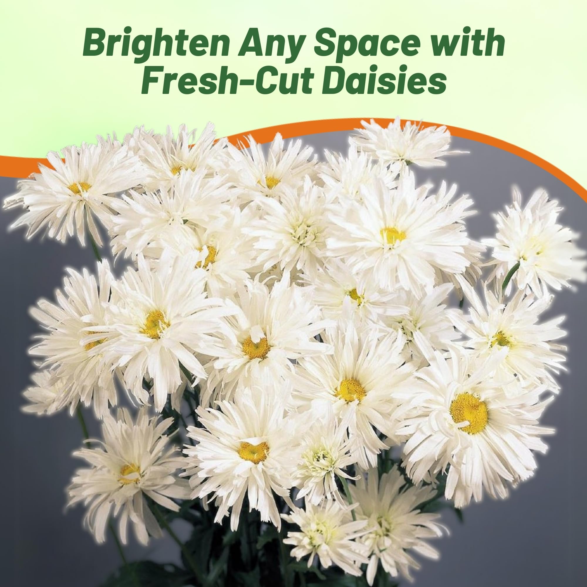 Amazon.com : Outsidepride Shasta Crazy Daisy Chrysanthemum Seeds