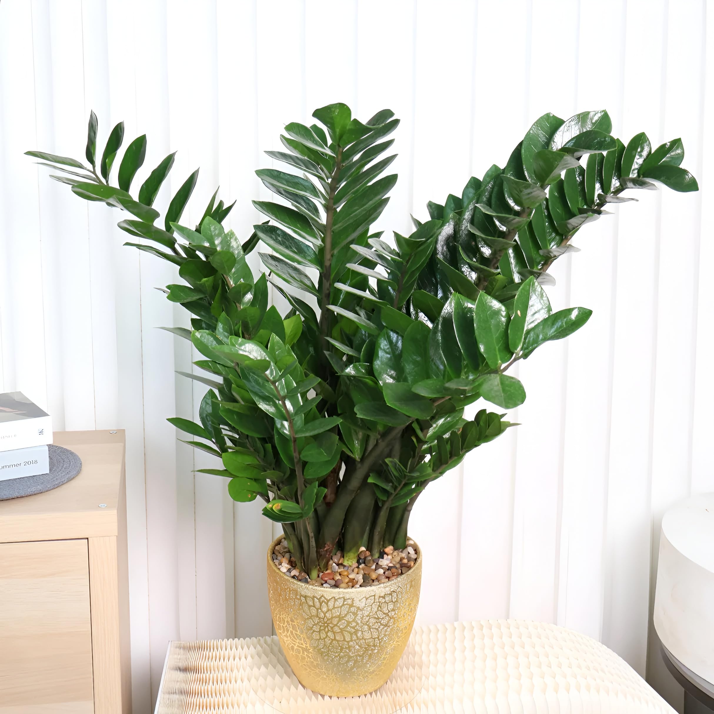 ABEFARIYA Live Zamia ZZ Plant - Zamioculcas Zamiifolia - Indoor Air Purifying - Low Maintenance - Easy to Care - Best of One Indoor & Outdoor Decorative Attractive Plant