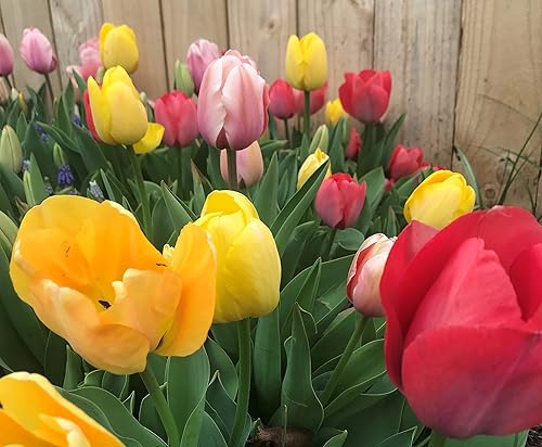 Miniatura 2 de Mezcla de tulipanes perennes, 20 bulbos de otoño grandes para plantar, varios colores