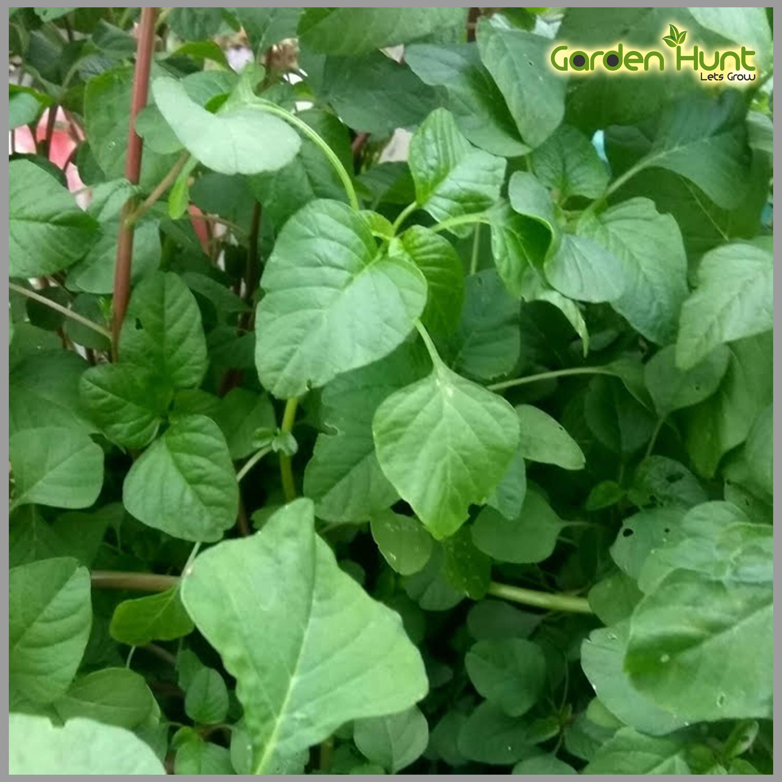 GardenHunt Siru Keerai Green Seeds (Tropical Amaranth) (Pack of 500 Seeds)- GardenHunt (B08818239W) Amazon Price History, Amazon Price Tracker