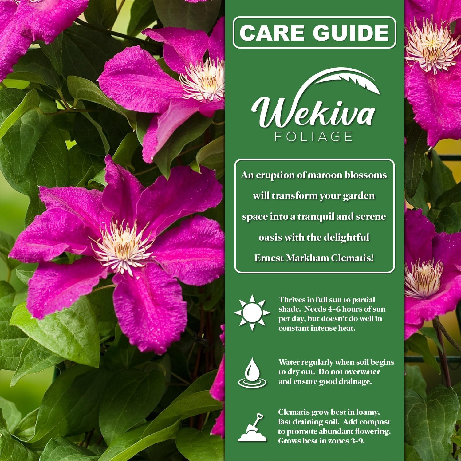 Clematis Ernest Markham - 2 Live Starter Plants in 2 Inch Pots - Starter Plants Ready for The Garden - Beautiful Maroon Flowering Vine