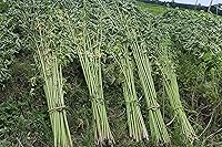 Vista 2 de Semillas de espinaca egipcia 2000 - Día de Rau - Corchorus Olitorius Molokhia, Ewedu, yute, semillas de saluyot Sin OMG Orgánico Heirloom