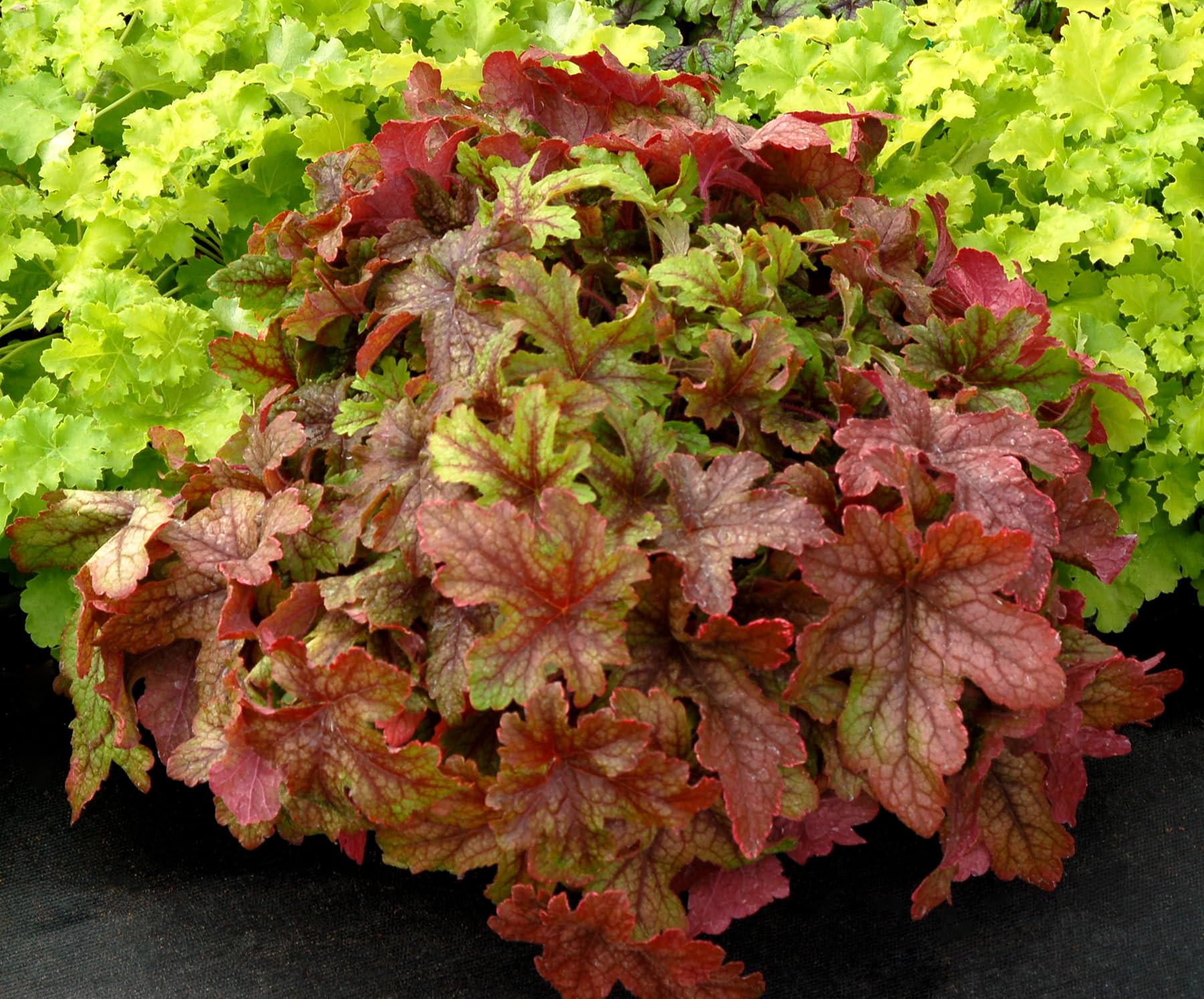 Stauden Gänge 10 x Heucherella Hybride 'Alabama Sunrise' winterhart