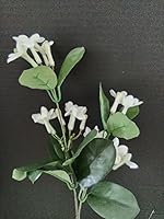 Vista 3 de Tallos artificiales de Stephanotis Flores de seda Boda