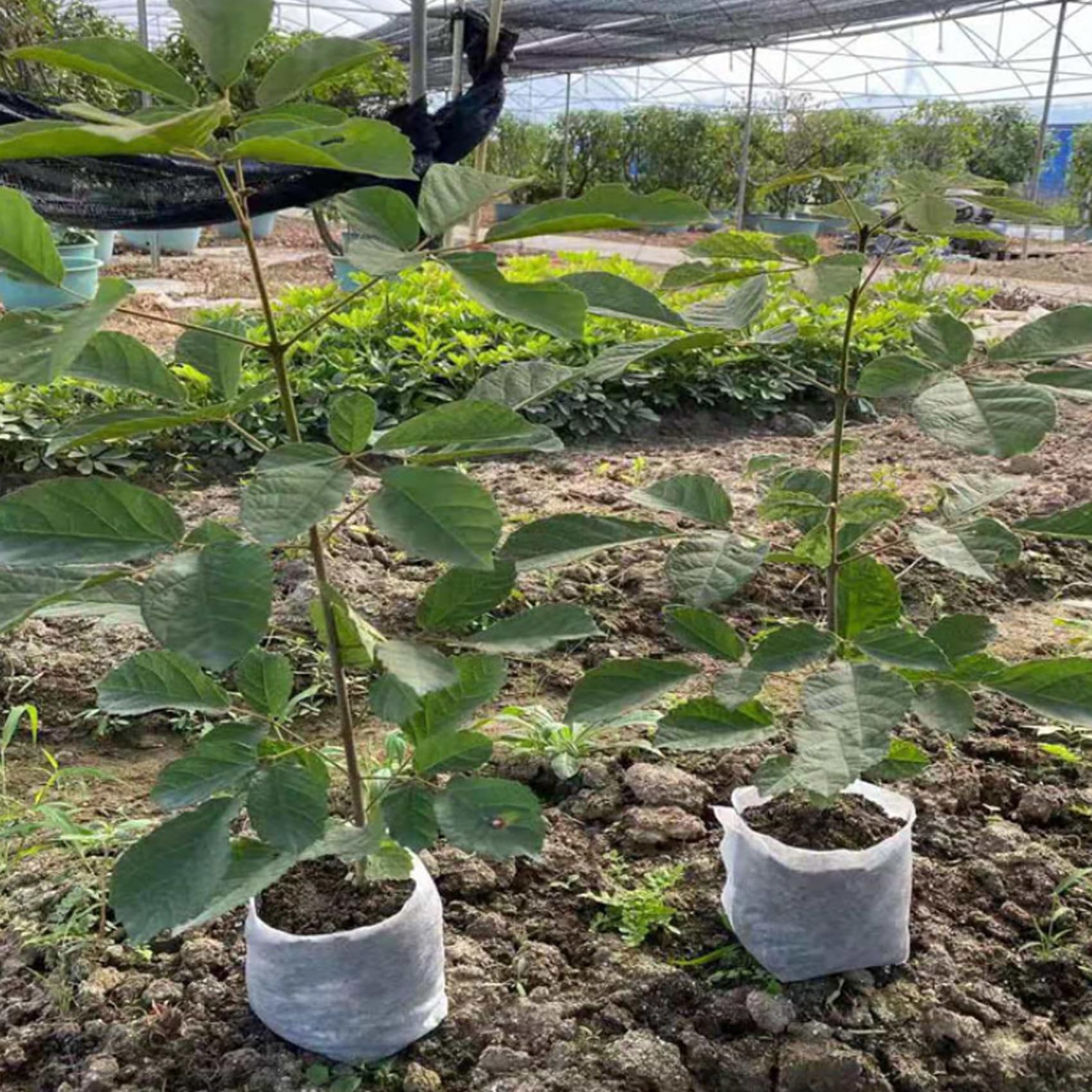 Trasplantador De PláNtulas De Plantador De Bulbos De Mango Largo, Trasplantador De Bulbos De JardineríA con Base Dentada, Mango De Agarre De Goma Suave Antideslizante
