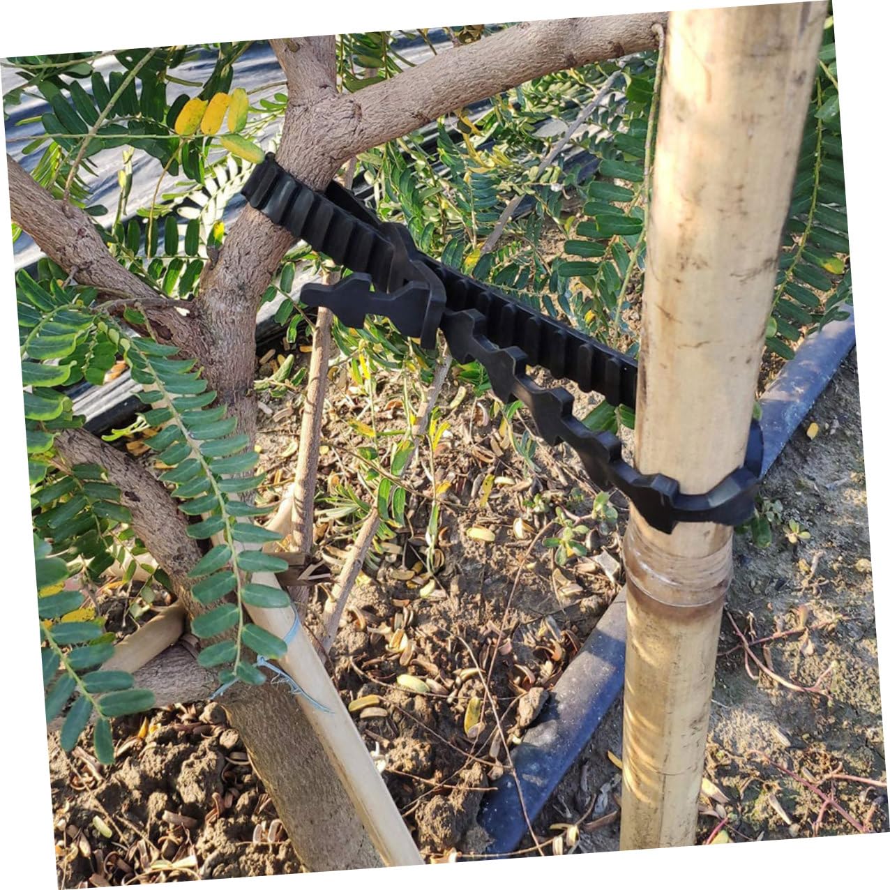 Toyvian Baumbindegürtel 10 Stück aus Gummi Flexibel für Bäume und Bonsai