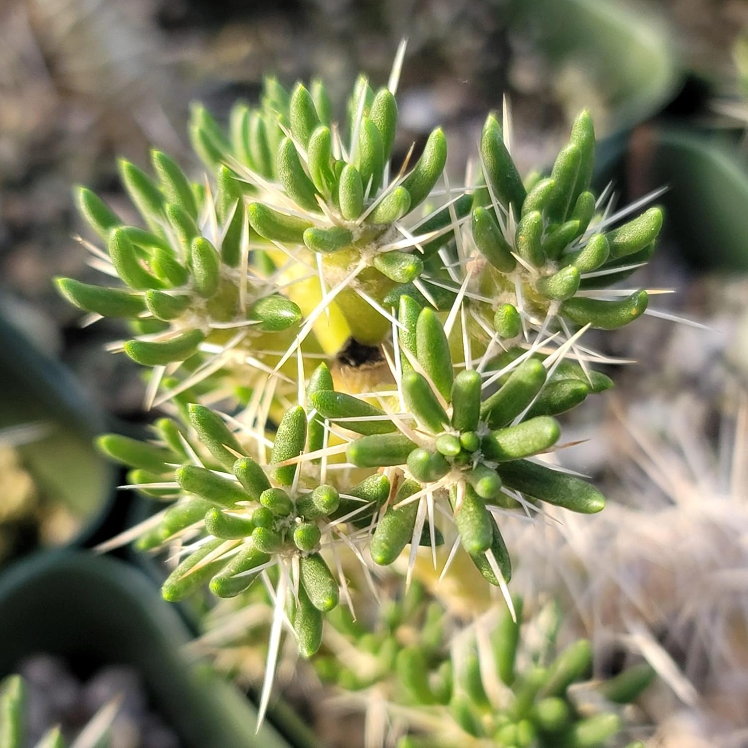 Maihuenia poeppigii Cacti Cactus Succulent Real Live Plant