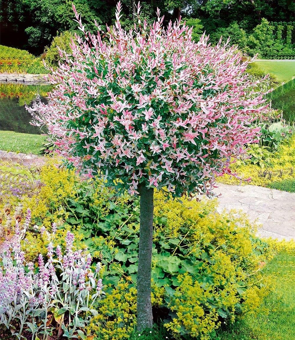 BALDUR Garten 1x Salix-Stämmchen Hakuro Nishiki, Pflanze im 3 Liter-Topf, Flachwurzler, winterhart, mehrjährig, Salix integra, Zierstämmchen, Harlekin-Weide, auffälliges Laub