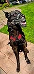 Review Image by TREVOR WACHSMAN & K9 GAMMA