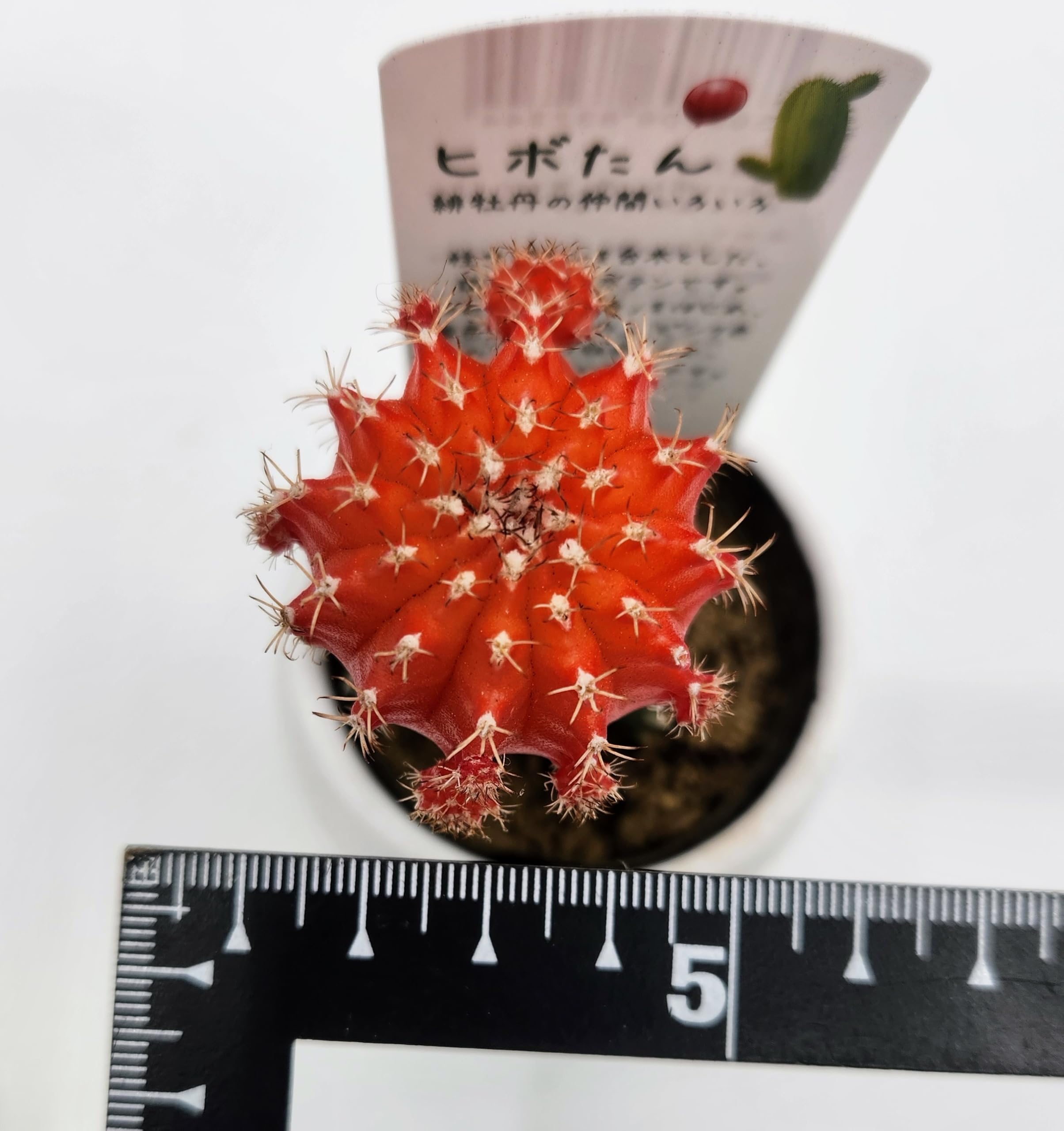 Amazon｜多肉植物 サボテン 緋牡丹 接ぎ木サボテン 抜き苗 鉢・土なし