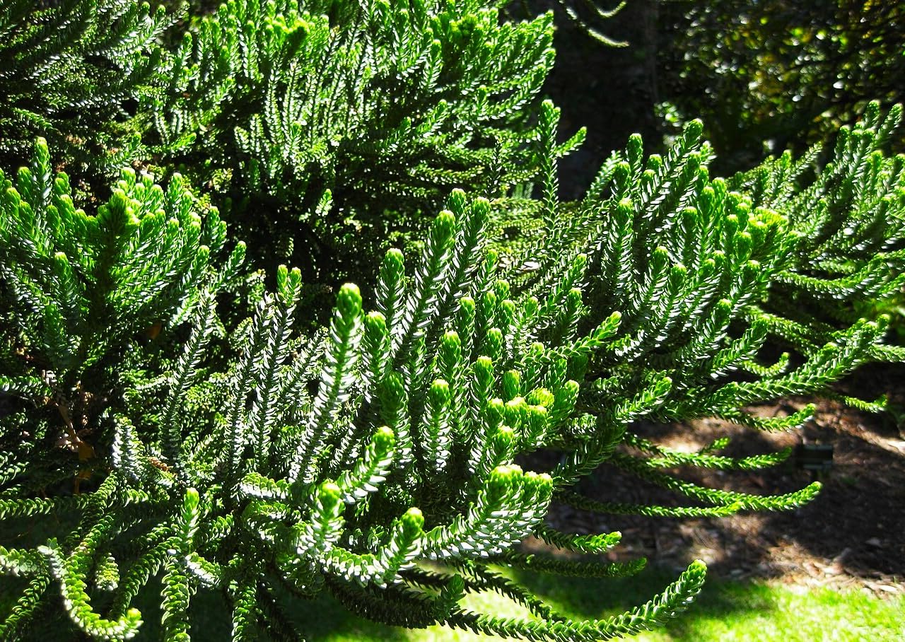 6 Graines d'Araucaria Columnaris, Pin Cook, Arbre Conifère de Nouvelle-Calédonie