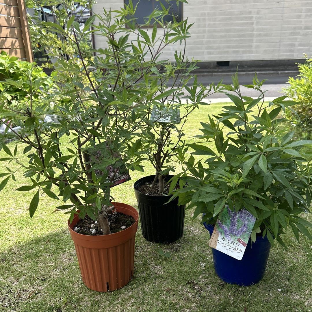 Amazon.co.jp: セイヨウニンジンボク苗 西洋ニンジンボク 3色