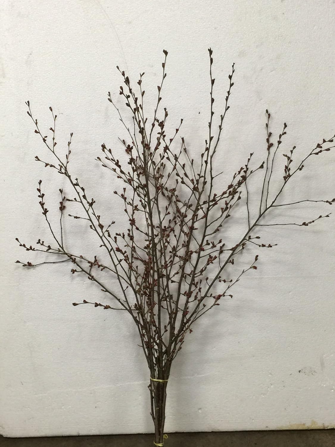 Amazon 花木屋 啓翁桜 90cm 5本組 花材 生花 切花 年賀 歳暮 プレゼント 切り花 オンライン通販