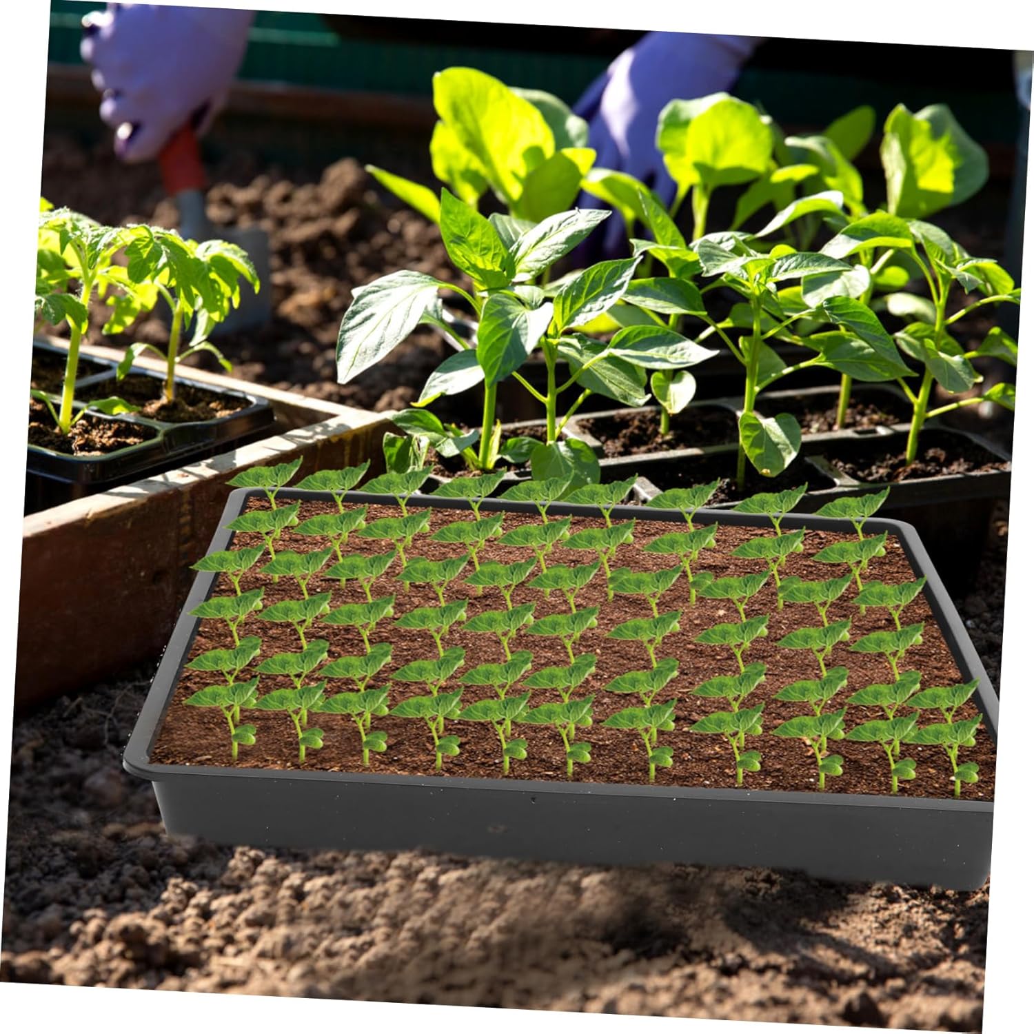 Reusable Plant Flat Trays 5pcs Growing Trays Germination Trays for in Greenhouse