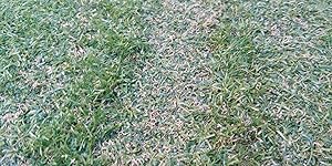 Review Image by CurnoworNever CurnoworNever