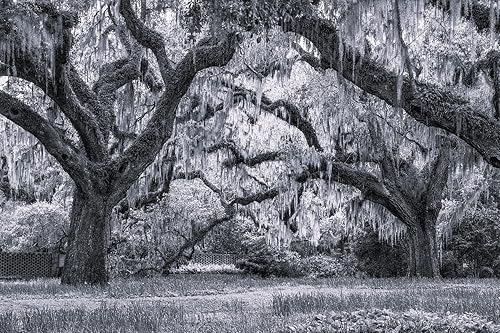 Miniatura 1 de Mural artístico de pared de robles vivos, musgo español, playa de mirto de musgo en alta definición, murales reutilizables extraíbles en 3D, papel