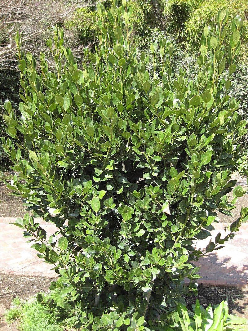 10 Graines de Laurier (Laurus nobilis)