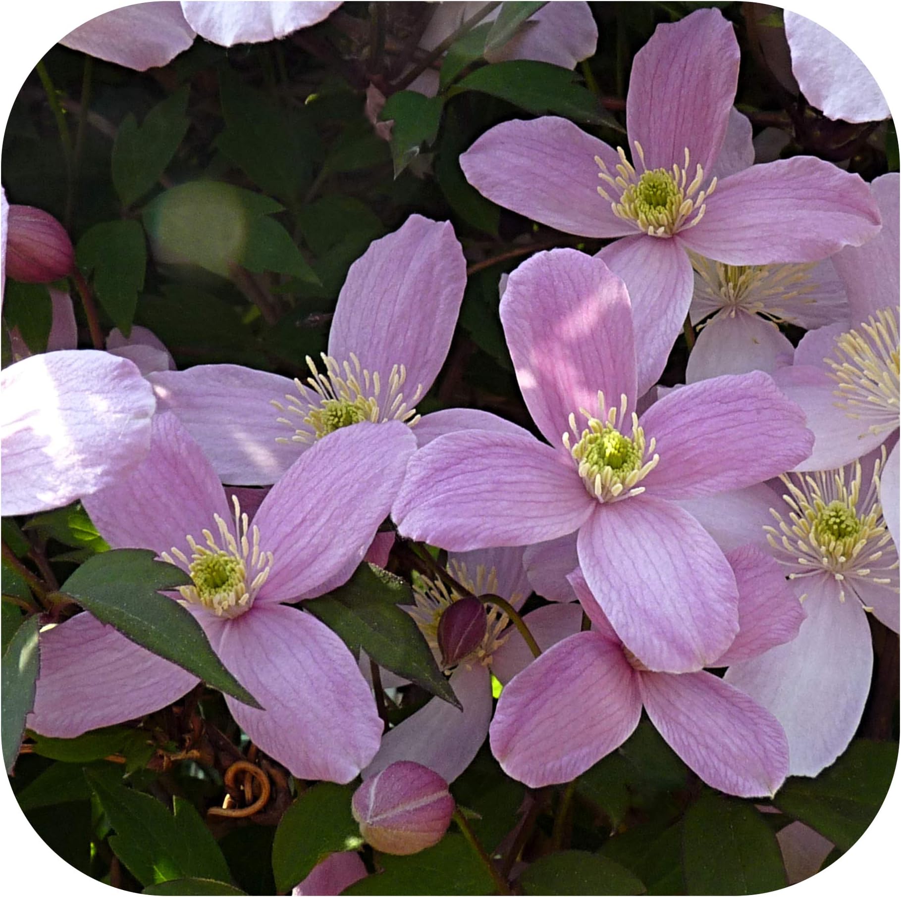 Clematis Montana 'Elizabeth' Bare Root Plants x 3 Vigorous Scented Climber by Plug Plants Express Limited