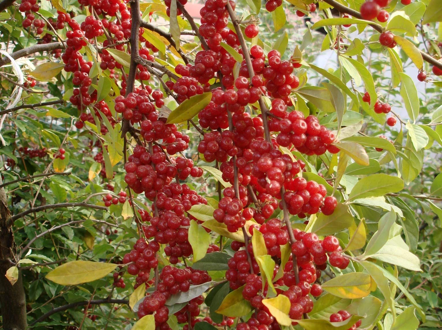 3 X GOUMI ELEAGNUS UMBELLATA (2 LITRI) PIANTE DUE ANNI 50-60 CM