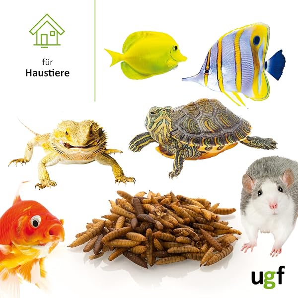 UGF - Hermetia Mieux Que Les vers de Farine séchés - 430 g dans Un Seau de 3 litres, 85 Fois Plus de Calcium - Friandises pour Oiseaux Sauvages, Tortues, Rats, Hérissons, Hamsters - 4
