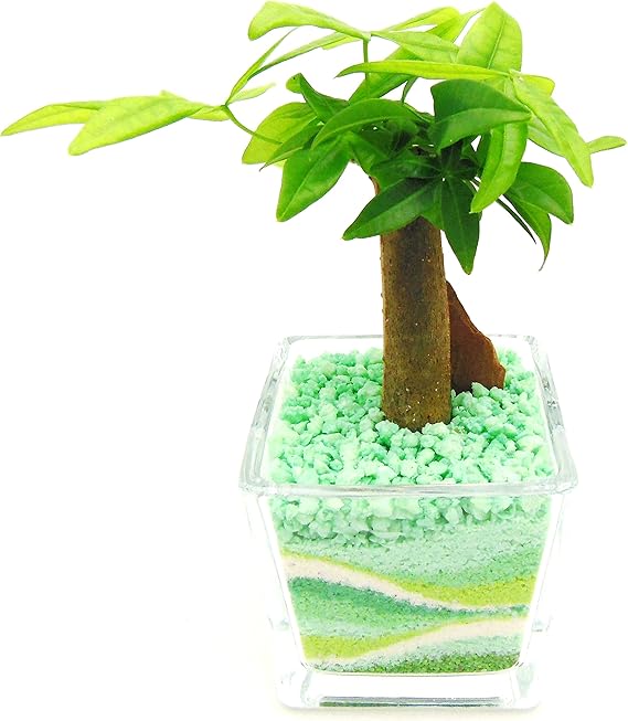 Amazon ミニ観葉 植物 パキラ ハイドロカルチャー ガラス植え S グリーン お手入れ簡単 お祝い ギフトに最適 室内で安心な土を使わない水耕栽培 お部屋にグリーンを置いてきれいな空気でリラックス 観葉植物 オンライン通販