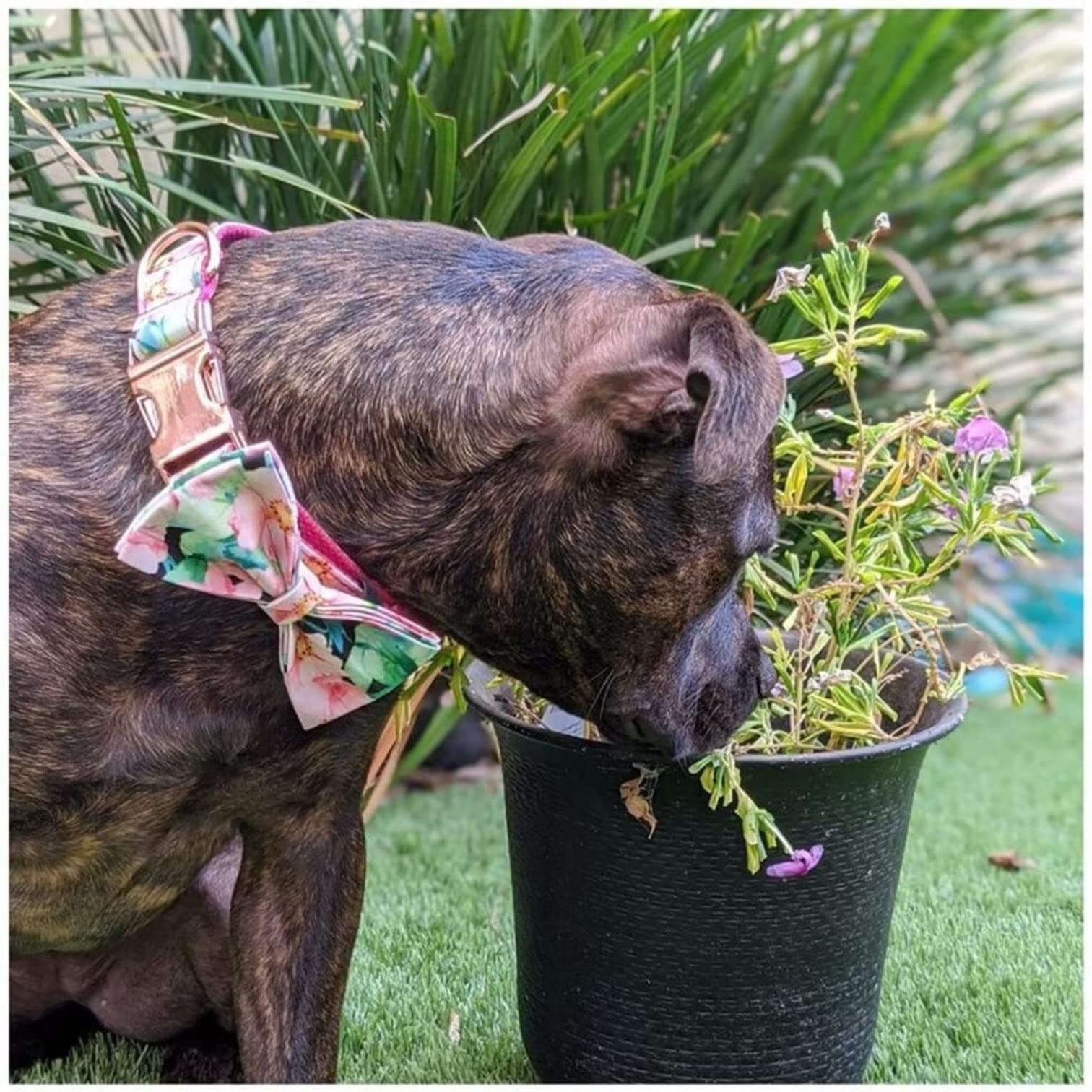 Correa Perro Correr Collar para Perro Mascota, Estampado Floral Rosa Personalizado, Bonito Conjunto De Y Correa para, Hebilla Liberación Rápida Antideslizantes Reforzada(42-48cm)