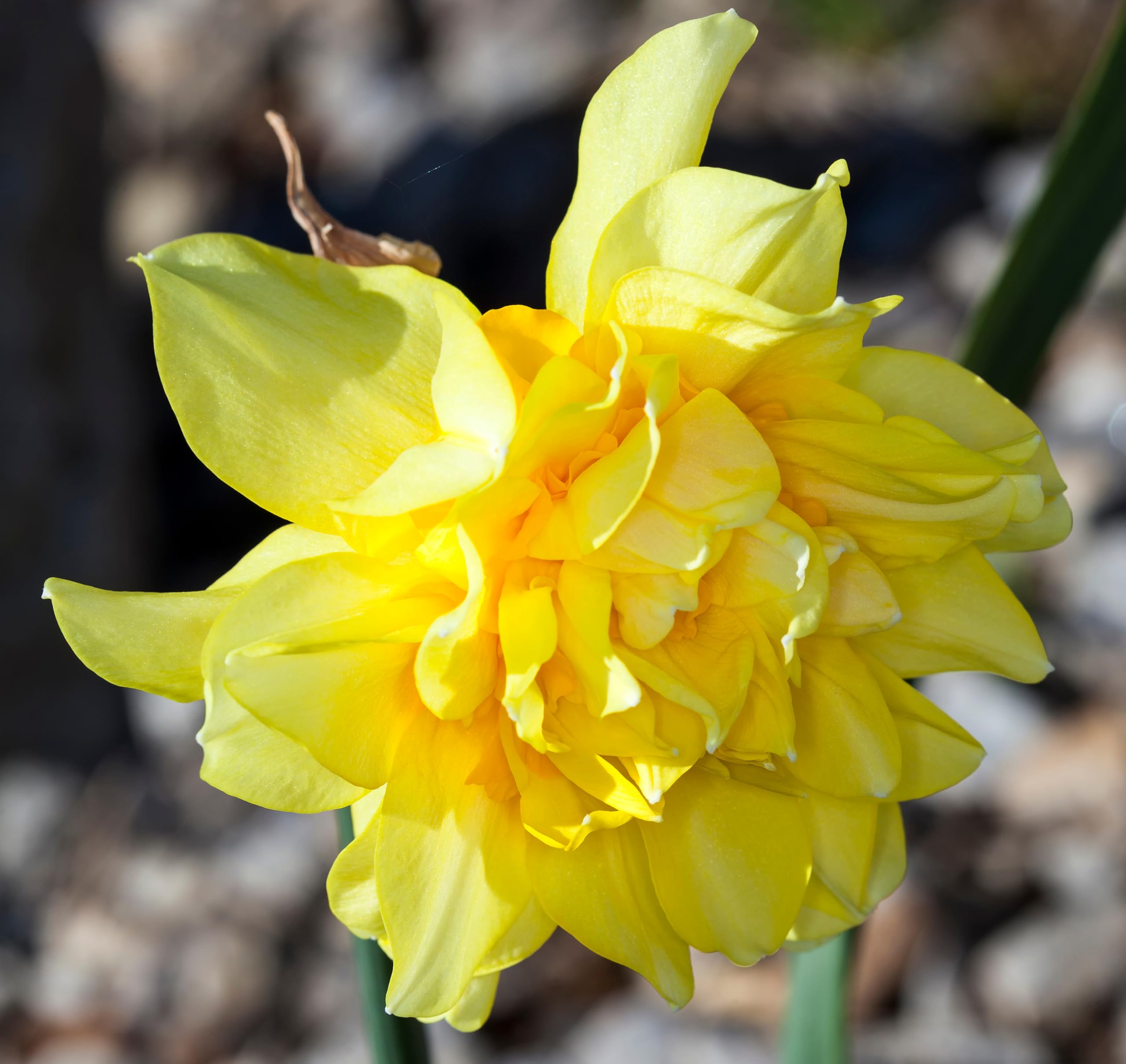 Lincolnshire Pond Plants Ltd - Allium Eros Plant Bulb x5 — view 36