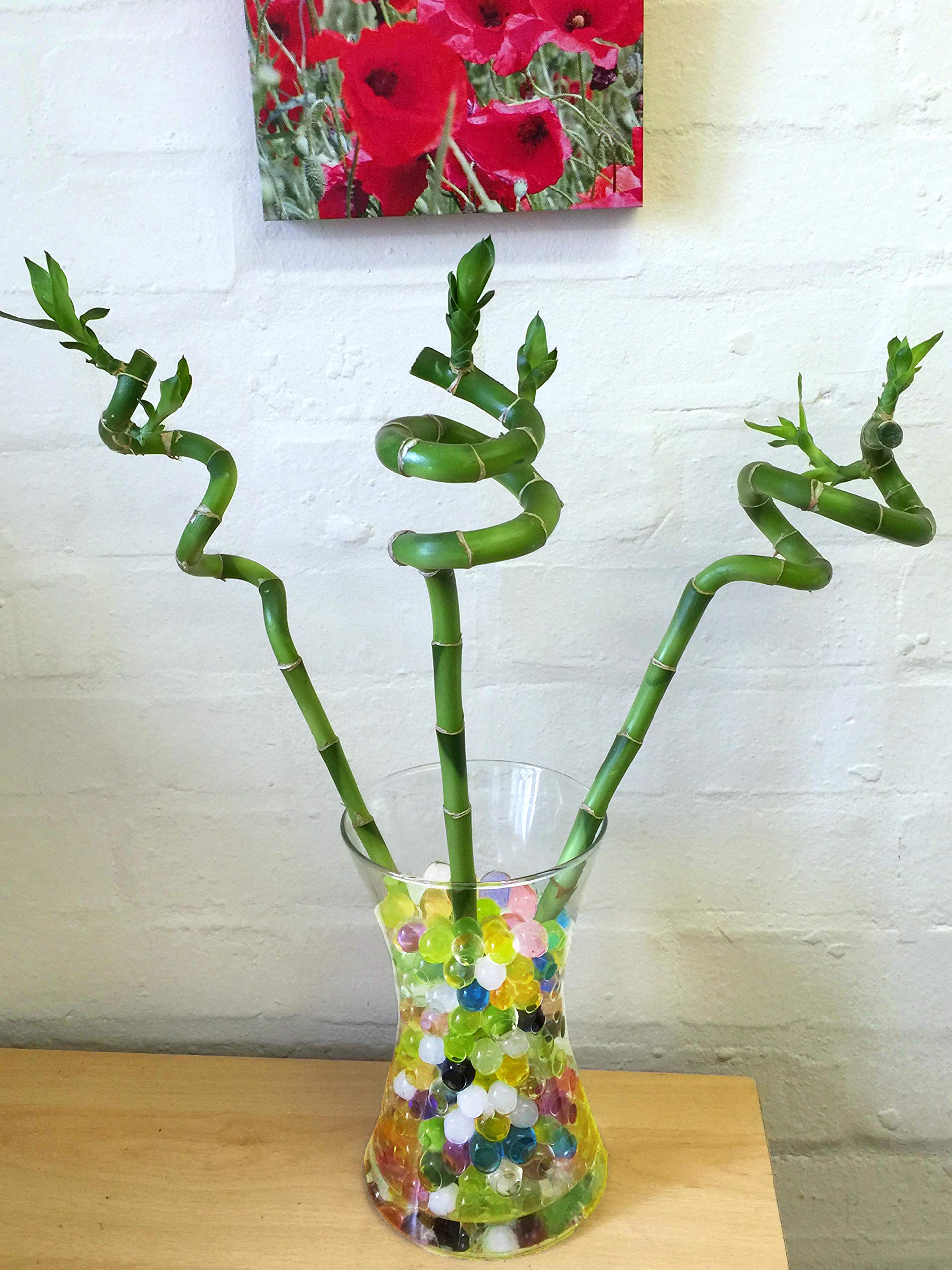 Lucky Bamboo spirale droite en hydroculture de gel cristal pour decoration interieure zen